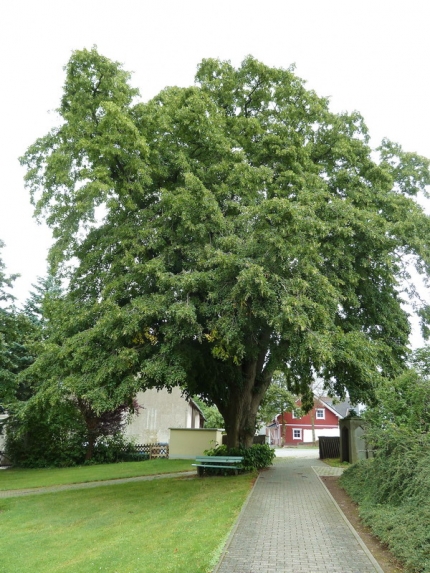 Bild 1 von Linde auf dem Friedhof